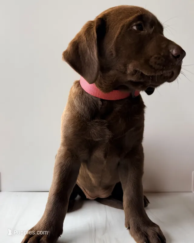 Mauve Female – Labrador Retriever puppy for sale in Tenino, WA