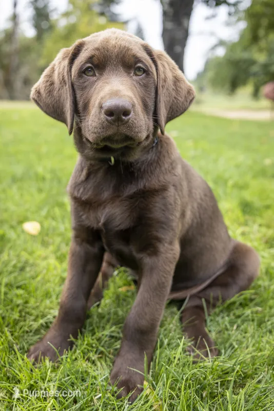 Pink Female – Labrador Retriever puppy for sale in Tenino, WA