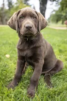 Pink Female, a female Labrador Retriever for sale in Tenino, WA – 1 of 3