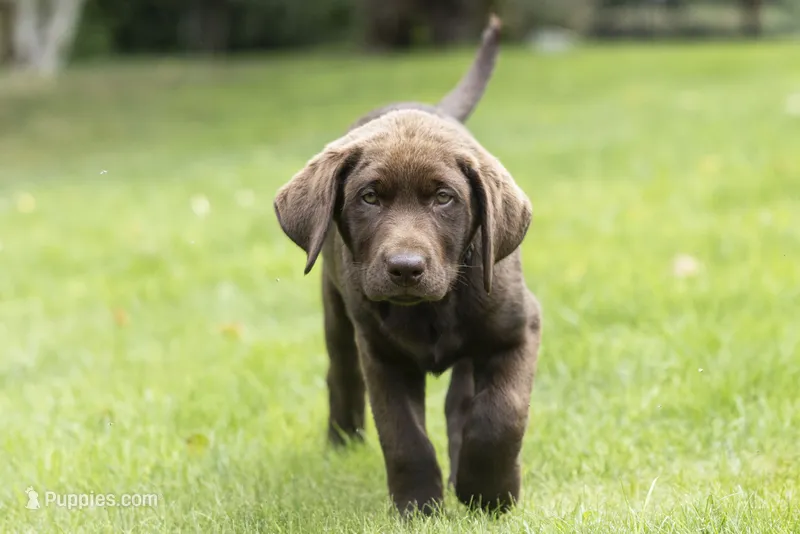 Teal Female – Labrador Retriever puppy for sale in Tenino, WA