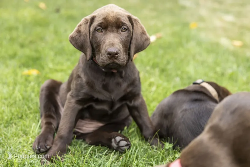 Mauve Female – Labrador Retriever puppy for sale in Tenino, WA