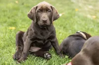 Mauve Female, a female Labrador Retriever for sale in Tenino, WA – 1 of 3