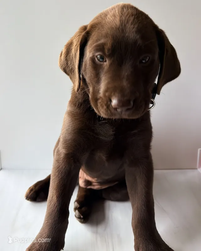 Grey Male – Labrador Retriever puppy on hold in Tenino, WA
