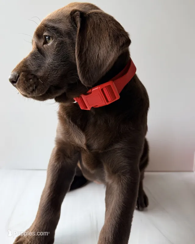 Red Female – Labrador Retriever puppy for sale in Tenino, WA