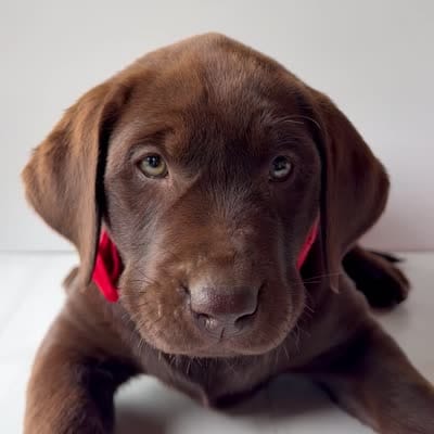 Red Female, a female Labrador Retriever for sale in Tenino, WA – 4 of 4