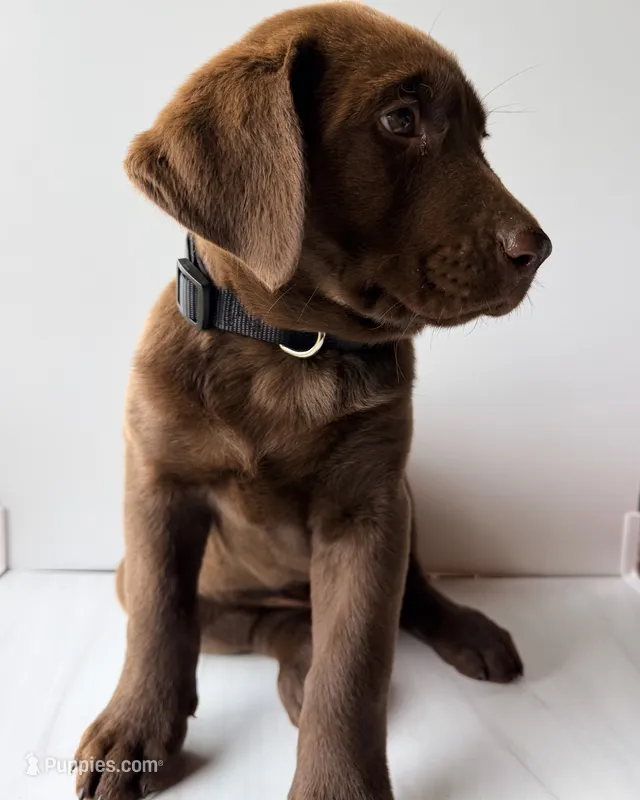 Black Male – Labrador Retriever puppy for sale in Tenino, WA