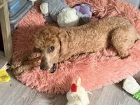 Silas, a male Poodle - Toy  for sale in Cedartown, GA – 4 of 4