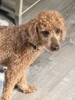 Silas, a male Poodle - Toy  for sale in Cedartown, GA – 2 of 4