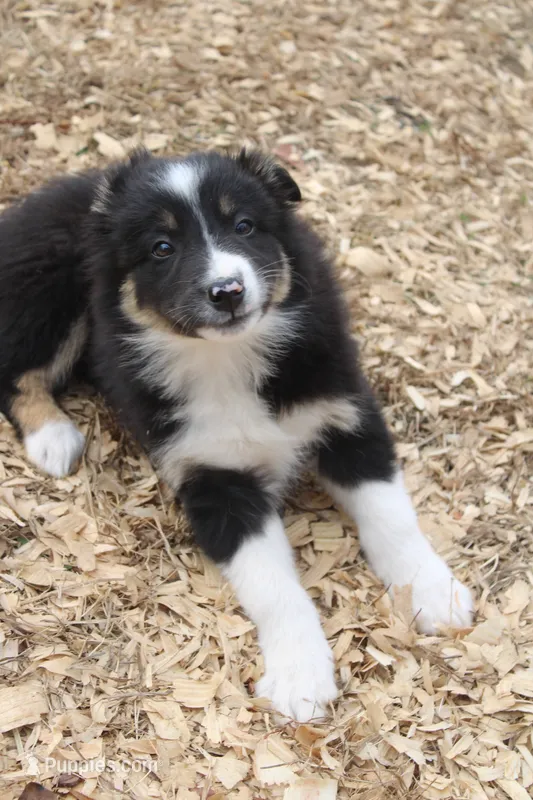 ABCA borderCollie
