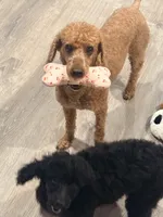 Silas, a male Poodle - Toy  for sale in Cedartown, GA – 3 of 4