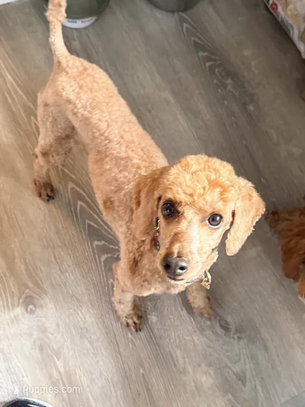 Silas – Poodle - Toy  puppy for sale in Cedartown, GA