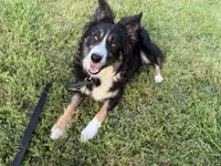 Luna, a female Border Collie for sale in Cedartown, GA – Photo 3 of 3