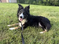 Luna, a female Border Collie for sale in Cedartown, GA – Photo 2 of 3