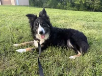 Luna, a female Border Collie for sale in Cedartown, GA – Photo 1 of 3