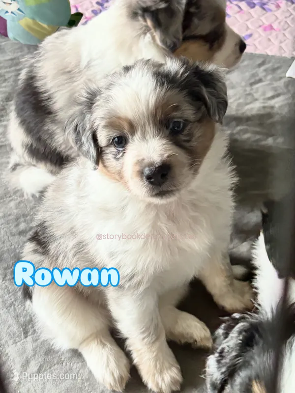 Rowan (blue boy) – Miniature Australian Shepherd puppy for sale in Valrico, FL
