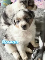 Rowan (blue boy), a male Miniature Australian Shepherd for sale in Valrico, FL – 1 of 5