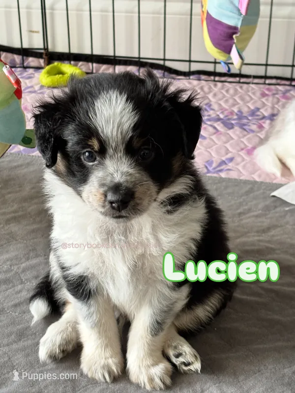 Lucien (green boy) – Miniature Australian Shepherd puppy for sale in Valrico, FL