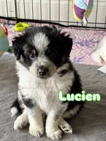 Lucien (green boy), a male Miniature Australian Shepherd for sale in Valrico, FL – 1 of 5