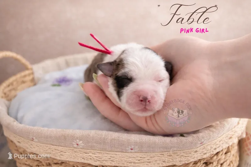 Fable (pink girl) – Miniature Australian Shepherd puppy for sale in Valrico, FL