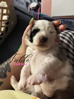 Fable (pink girl), a female Miniature Australian Shepherd for sale in Valrico, FL – 4 of 5