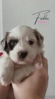 Fable (pink girl), a female Miniature Australian Shepherd for sale in Valrico, FL – 3 of 5