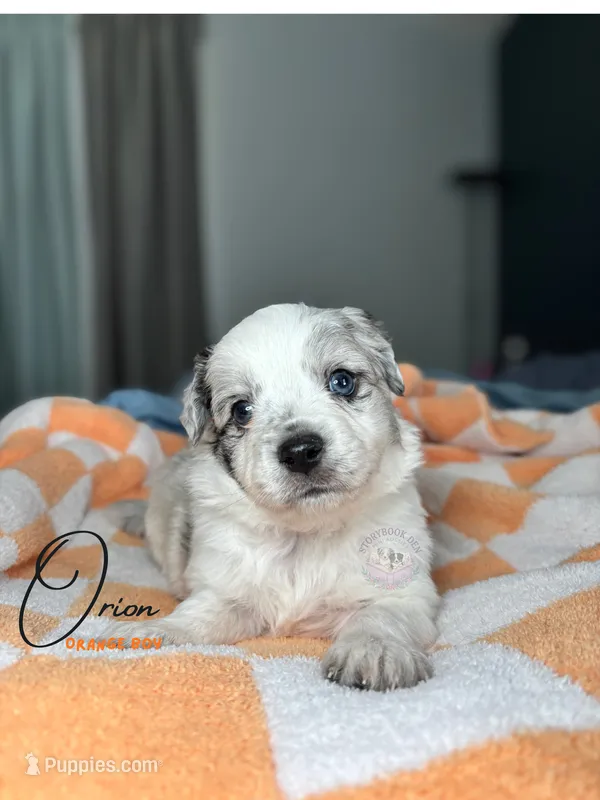 Orion (orange boy) – Miniature Australian Shepherd puppy for sale in Valrico, FL