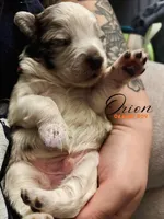 Orion (orange boy), a male Miniature Australian Shepherd for sale in Valrico, FL – 4 of 5