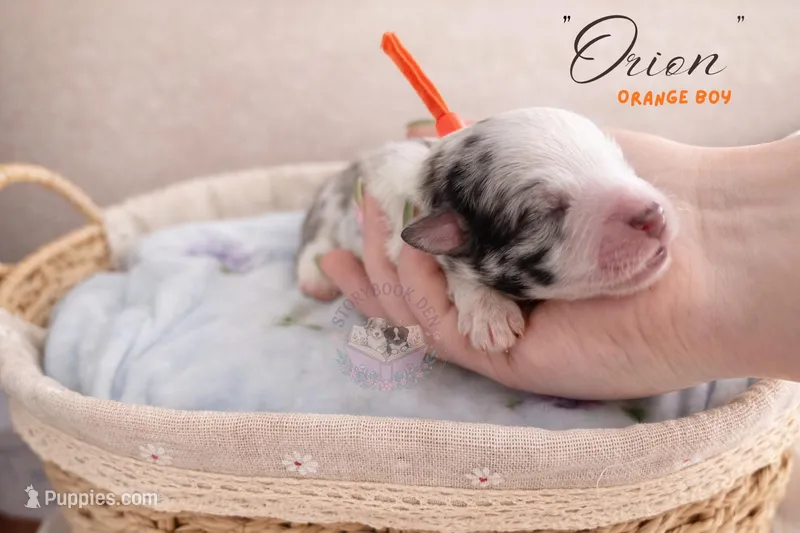 Orion (orange boy) – Miniature Australian Shepherd puppy for sale in Valrico, FL