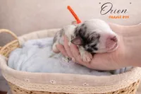 Orion (orange boy), a male Miniature Australian Shepherd for sale in Valrico, FL – 5 of 5