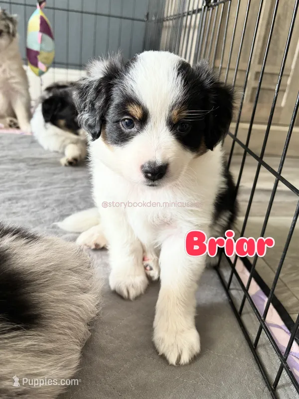 Briar (red girl) – Miniature Australian Shepherd puppy for sale in Valrico, FL