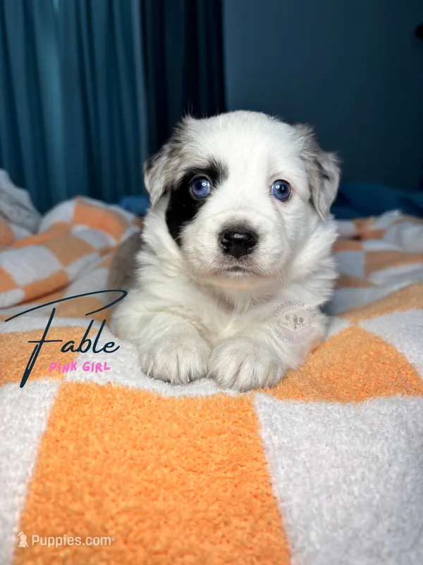 Fable (pink girl) – Miniature Australian Shepherd puppy for sale in Valrico, FL