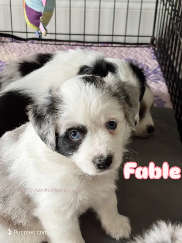 Fable (pink girl) – Miniature Australian Shepherd puppy for sale in Valrico, FL