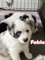 Fable (pink girl), a female Miniature Australian Shepherd for sale in Valrico, FL – 1 of 5