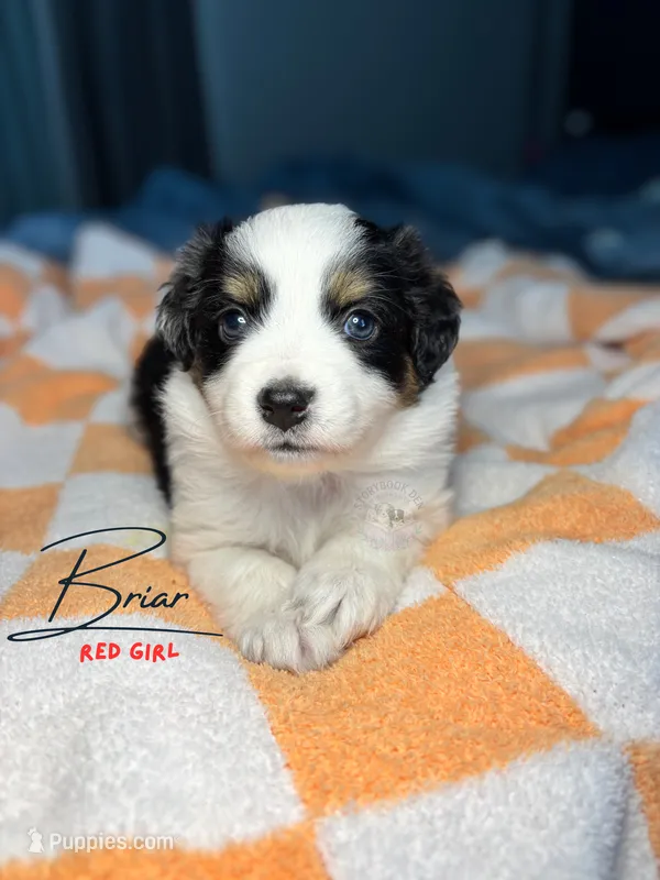 Briar (red girl) – Miniature Australian Shepherd puppy for sale in Valrico, FL