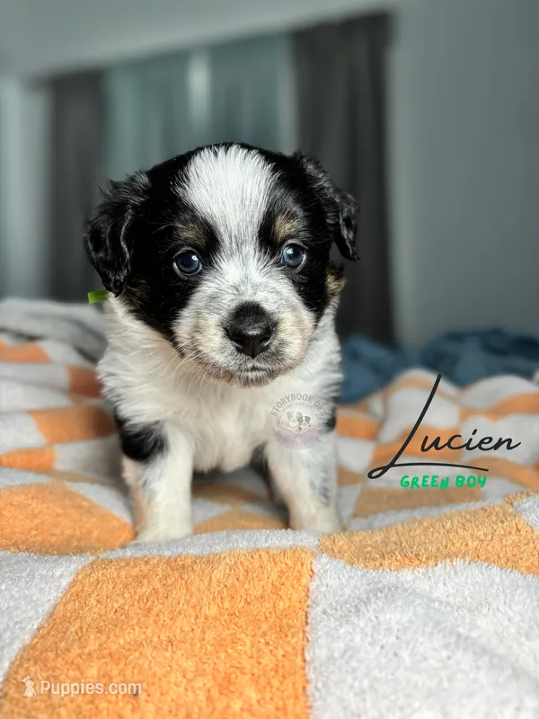 Lucien (green boy) – Miniature Australian Shepherd puppy for sale in Valrico, FL