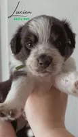 Lucien (green boy), a male Miniature Australian Shepherd for sale in Valrico, FL – 3 of 5