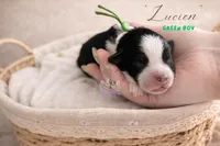Lucien (green boy), a male Miniature Australian Shepherd for sale in Valrico, FL – 4 of 5