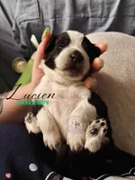 Lucien (green boy), a male Miniature Australian Shepherd for sale in Valrico, FL – 5 of 5