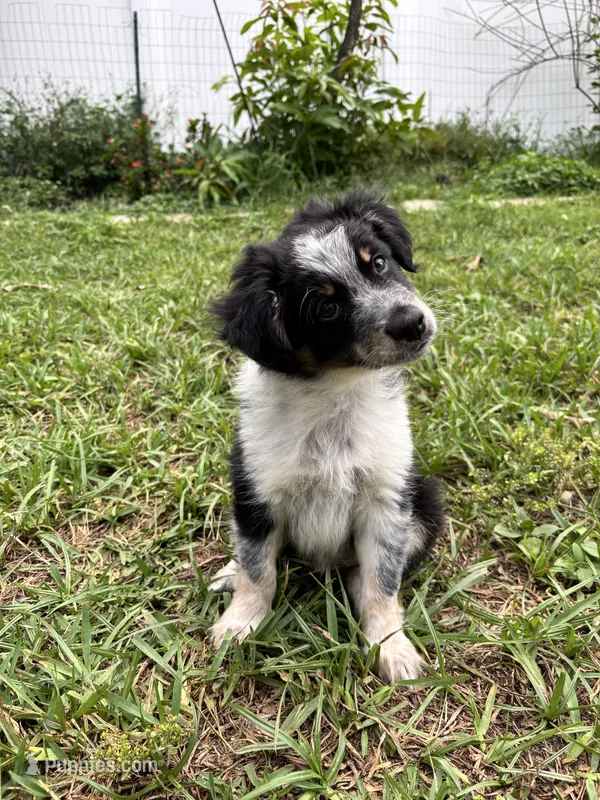 Lucien (green boy) – Miniature Australian Shepherd puppy for sale in Valrico, FL