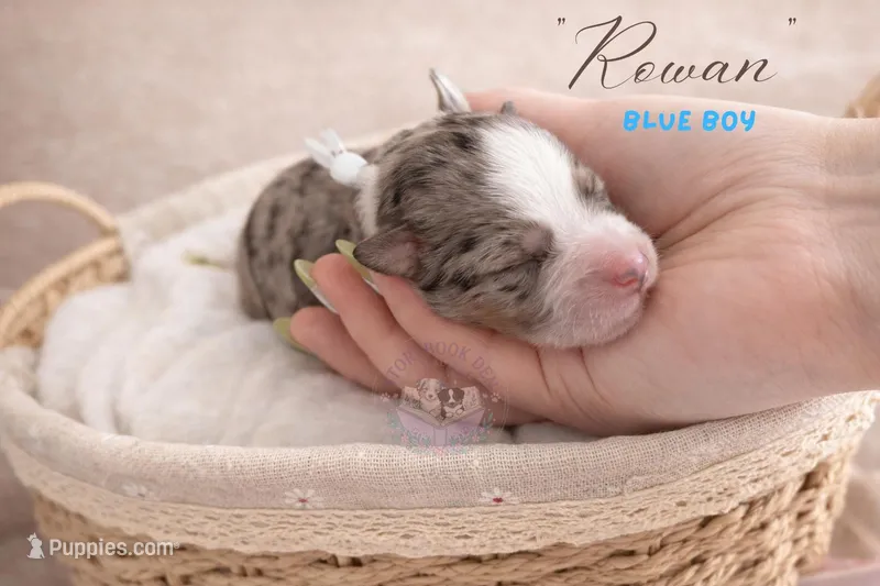 Rowan (blue boy) – Miniature Australian Shepherd puppy for sale in Valrico, FL