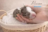 Rowan (blue boy), a male Miniature Australian Shepherd for sale in Valrico, FL – 5 of 5