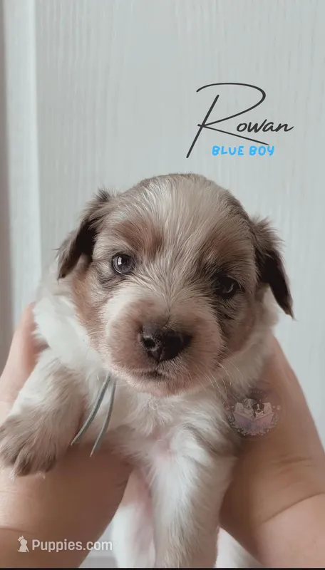 Rowan (blue boy) – Miniature Australian Shepherd puppy for sale in Valrico, FL