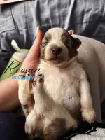 Rowan (blue boy), a male Miniature Australian Shepherd for sale in Valrico, FL – 4 of 5