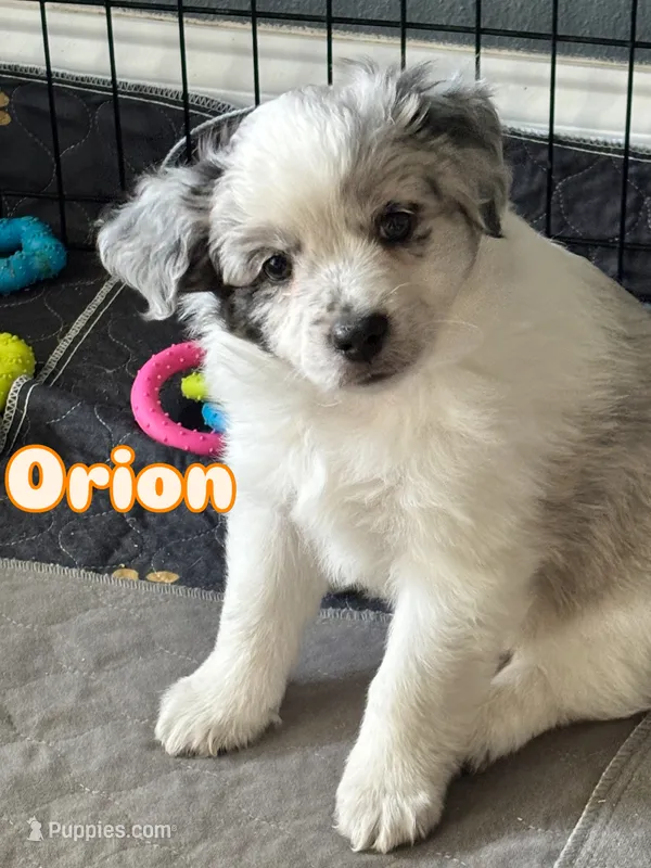 Orion (orange boy) – Miniature Australian Shepherd puppy for sale in Valrico, FL
