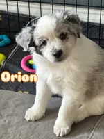 Orion (orange boy), a male Miniature Australian Shepherd for sale in Valrico, FL – 1 of 5