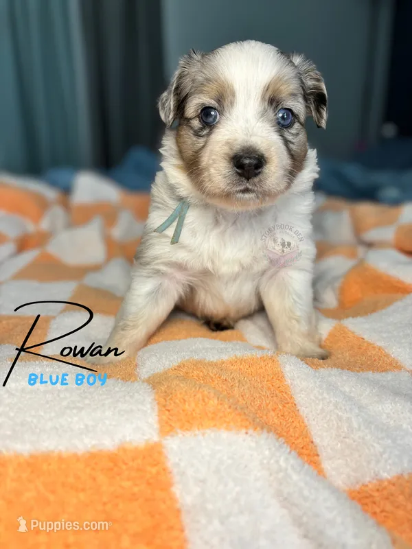 Rowan (blue boy) – Miniature Australian Shepherd puppy for sale in Valrico, FL