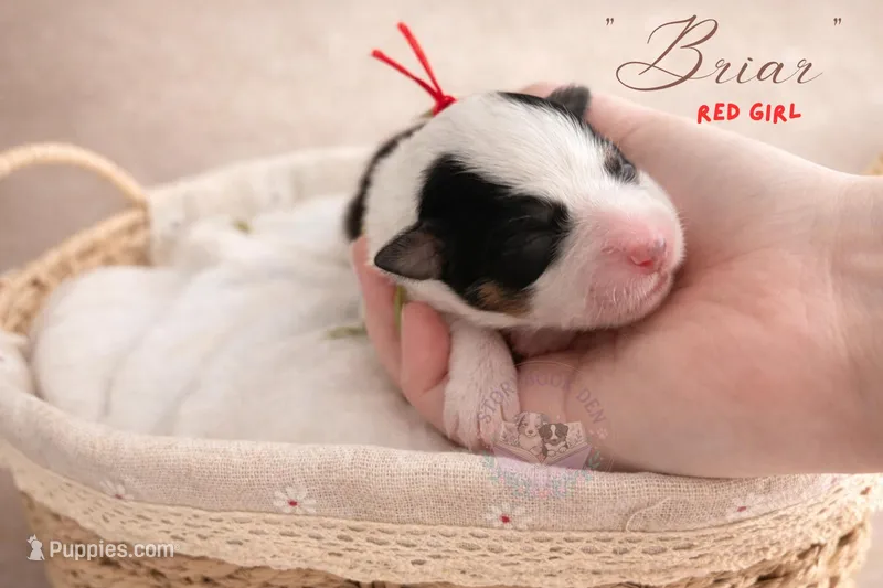 Briar (red girl) – Miniature Australian Shepherd puppy for sale in Valrico, FL