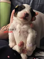 Briar (red girl), a female Miniature Australian Shepherd for sale in Valrico, FL – 4 of 5