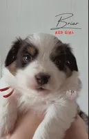 Briar (red girl), a female Miniature Australian Shepherd for sale in Valrico, FL – 3 of 5