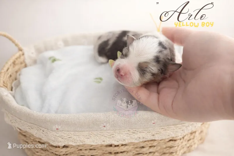 Arlo (yellow boy) – Miniature Australian Shepherd puppy for sale in Valrico, FL